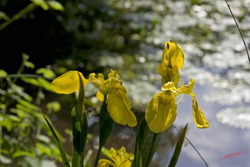 Cjp_2010_06_02_144229 (2).jpg